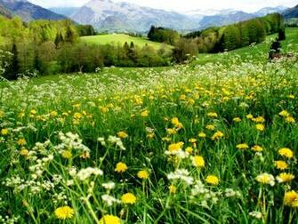 Lovely Mountain Meadow Wallpaper
