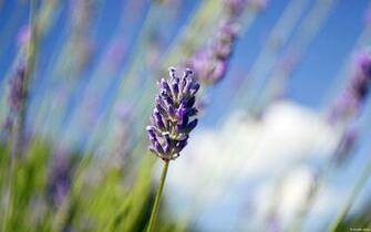 Lavender Wallpaper HD