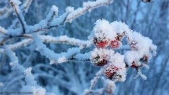Wallpaper Bush Winter Berries In The Snow Macro