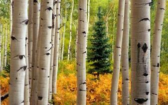 Aspen Forest Near Crested Butte Colorado Wallpaper