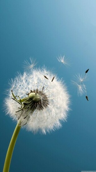 Dandelion Samsung Galaxy S4 Wallpaper HD