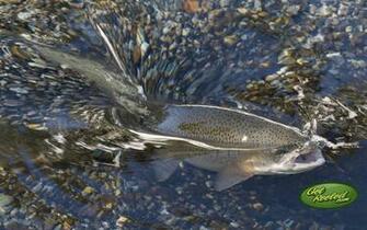 Trout Fishing Wallpaper Desktop