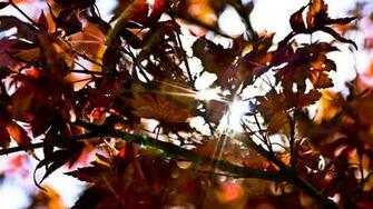 Autumn Leaves Wallpaper