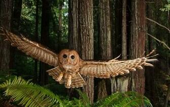 Beautiful Wallpaper For Desktop Owl HD