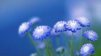 Blue Flowers Wallpaper