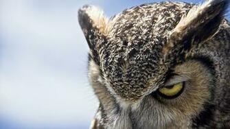 Owl Eyes Evil Heaven 4k Ultra HD Baultra Wallpaper