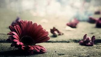 HD Wallpaper Flower Macro Wallpaper55 Best For