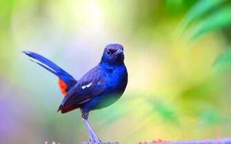 Bluebird Rock