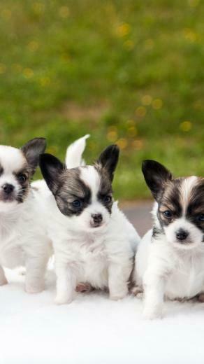 Chihuahua Puppies