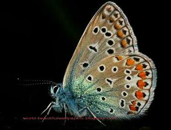 Beautiful Wallpaper Butterflies