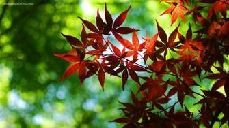 4k Wallpaper Nature Desktop Background