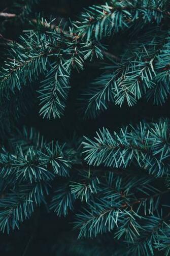 Evergreen Pictures HD Image