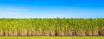 Sugar Cane