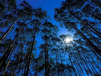 Hq Quaking Aspen Grove Maroon Bells Wilderness Colorado Wallpaper