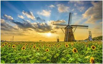 Windmill Farms Sunflower Field Wallpaper Decocurbs