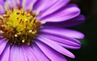 Bright Flower Wallpaper And Image Pictures