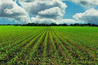 Illinois Corn Field Wallpaper