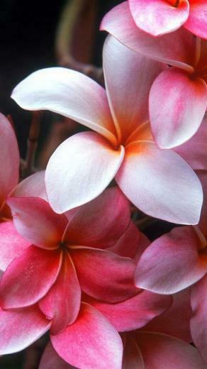 Flowers More Search Beautiful iPhone Wallpaper Tags