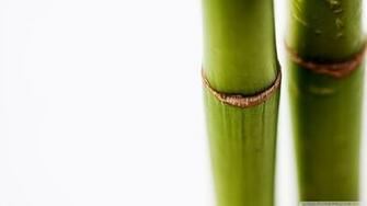 Bamboo Wallpaper Background Stems White Image