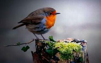 Cute Circle Bird Wallpaper