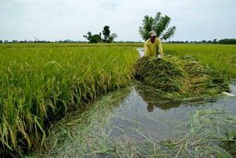 Rice Fields Wallpaper High Quality