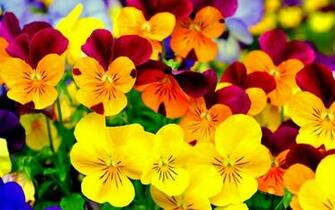 Bright Background Wallpaper Win10 Themes