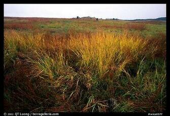 Tall Grass Prairie In Fall Wind Cave National Park South Dakota Usa