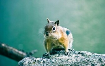 Adorable Chipmunk Wallpaper