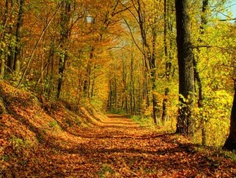 Autumn Wallpaper Ii Mac