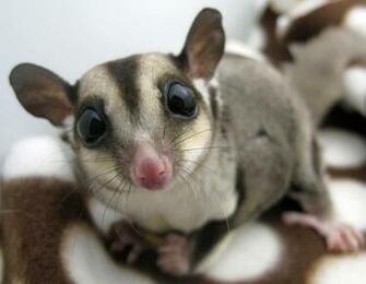 What Are Sugar Gliders Glider Wallpaper
