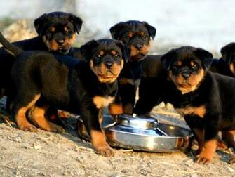 Rottweiler Wallpaper