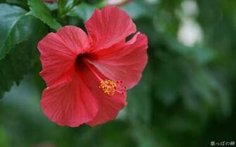 Hibiscus Flower Wallpaper