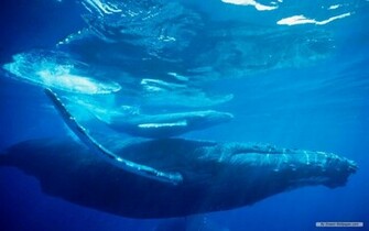 Wallpaper Marine Life Index