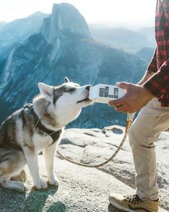 Dog Pictures Image
