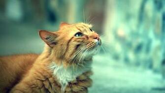 HD Cat Wallpaper