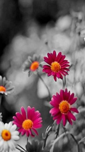 Samsung Galaxy S2 Wallpaper
