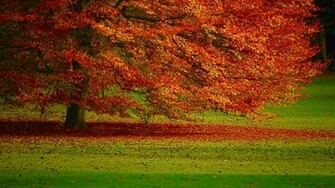 Autumn Tree Wallpaper