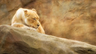 White Lioness Wallpaper