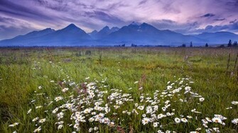 Slovakia Tatra Mountains Grass Flowers Wallpaper Widescreen