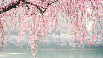 Wallpaper Japan Cherry Blossom Tree Flowers Full
