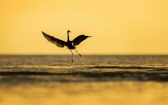 Egret Ibis Swallow Bird HD Wallpaper