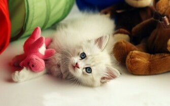 White Cute Cat Wallpaper High Resolution