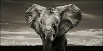 Elephant Computer Wallpaper Desktop Background Id
