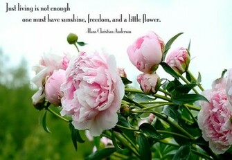 Good Morning With Quate Lovely Wallpaper