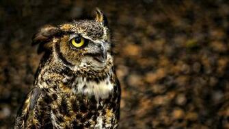 Owl City Wallpaper Hoot Fans Adam HD