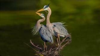 Blue Herons 4k Ultra HD Wallpaper Background Image