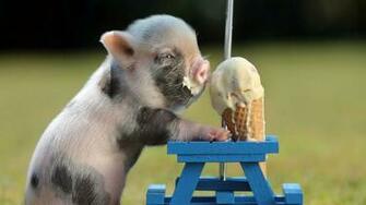 Baby Pigs Wallpaper