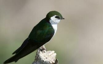 Swallow Wallpaper Stock Photos