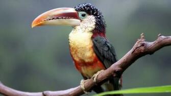 Toucan HD Wallpaper005