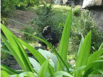 Animal Kingdom